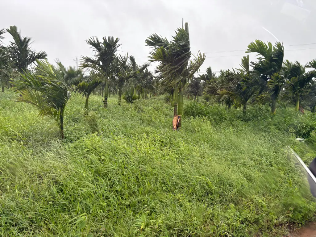 Betel Nut Plantation